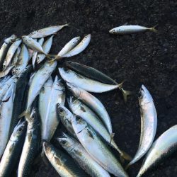 ジグサビキでアジやサバ